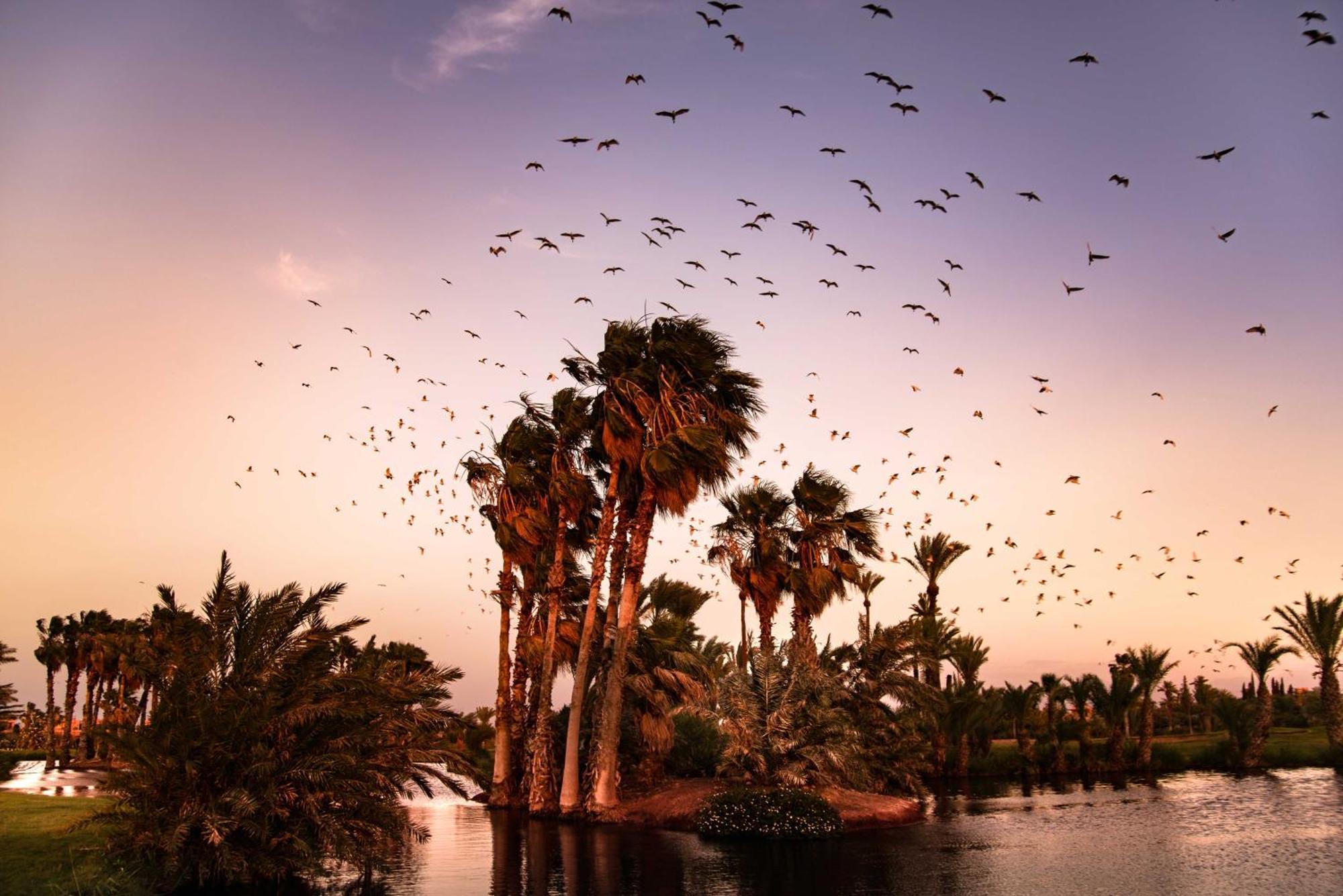 Pickalbatros Hotel Du Golf - Adults Friendly 16 Years Plus- All-Inclusive Marrakesh Esterno foto